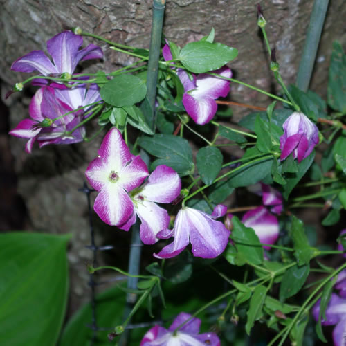 Clematis viticella Walenburg